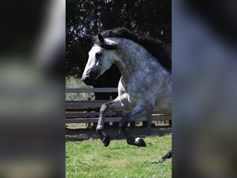 Espabilado De Centurion PRE Stallion Gray in Ieper