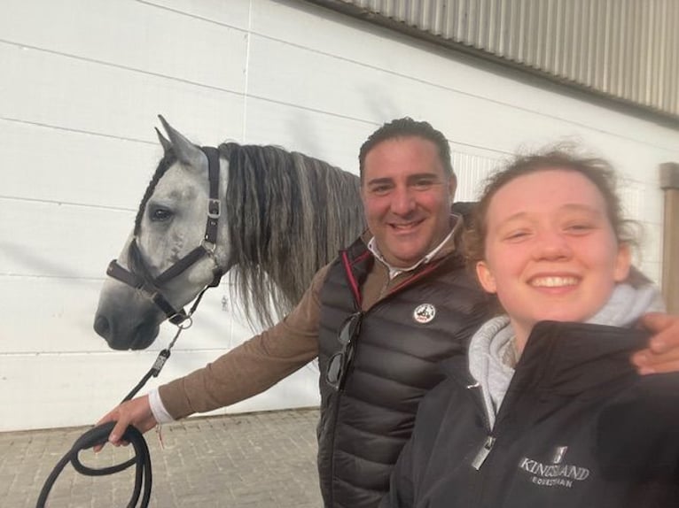 Espabilado De Centurion PRE Stallion Gray in Ieper