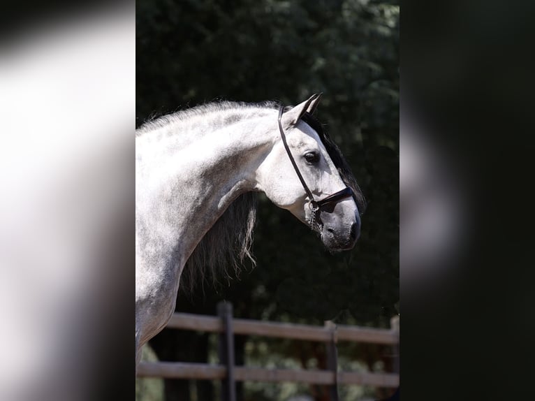 Espabilado De Centurion PRE Stallion Gray in Ieper