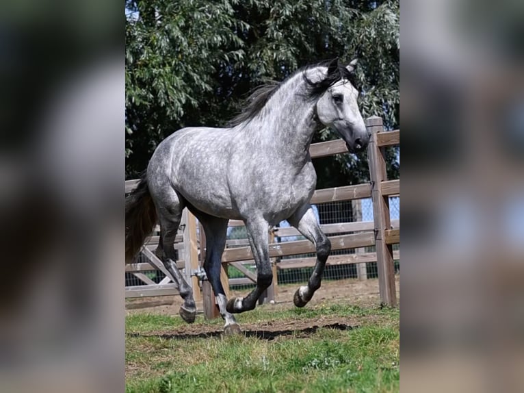 Espabilado De Centurion PRE Stallion Gray in Ieper