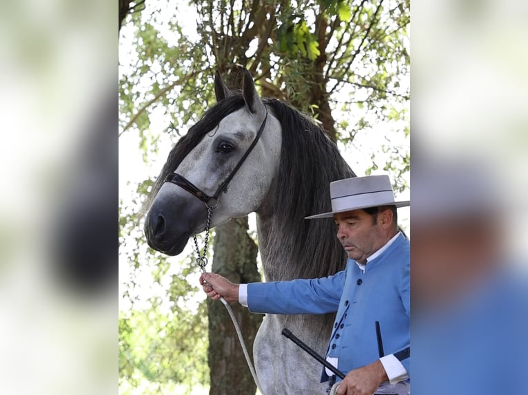 Espabilado De Centurion PRE Stallion Gray in Ieper