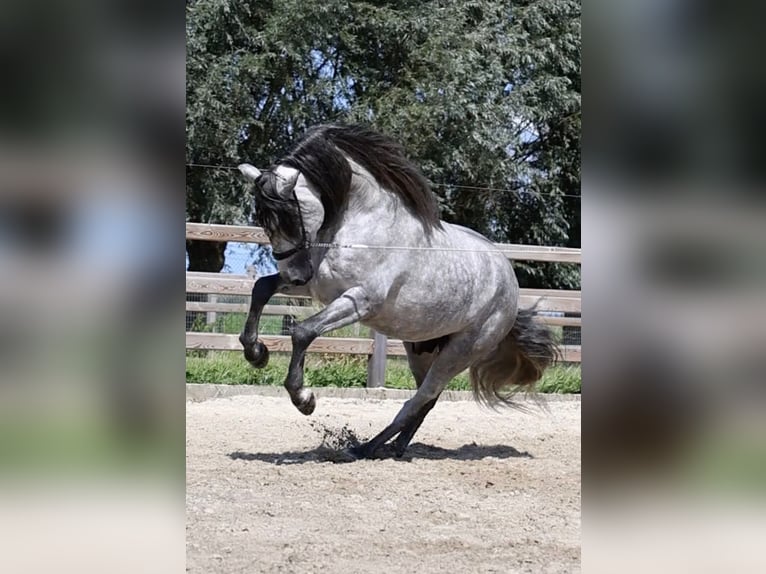 Espabilado De Centurion PRE Stallion Gray in Ieper
