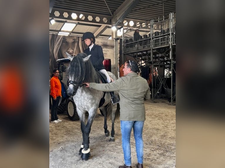 Espabilado De Centurion PRE Stallone Grigio in Ieper