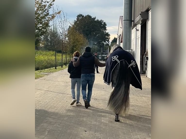 Espabilado De Centurion PRE Stallone Grigio in Ieper