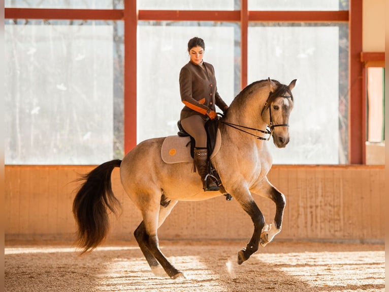 ESPANHOL SC Lusitano Stallone Pelle di daino in Amerang