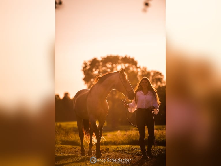ESPANHOL SC Lusitano Stallone Pelle di daino in Amerang