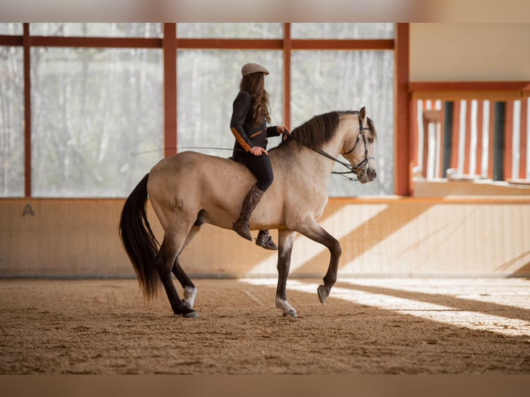 ESPANHOL SC Lusitano Stallone Pelle di daino in Amerang