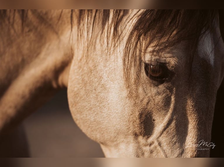 ESPANHOL SC Lusitano Stallone Pelle di daino in Amerang