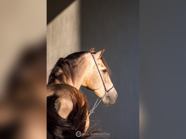 ESPANHOL SC Lusitano Stallone Pelle di daino in Amerang