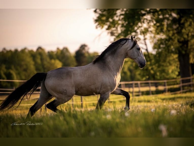 ESPANHOL SC Lusitano Stallone Pelle di daino in Amerang