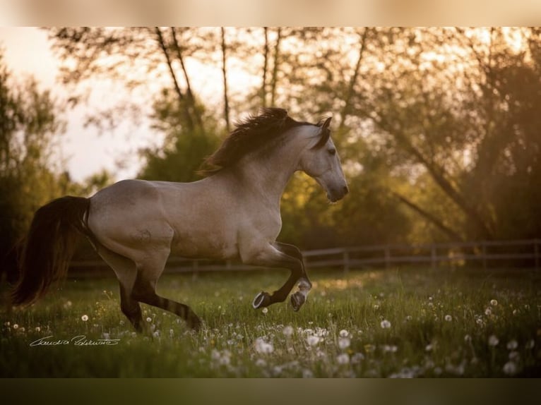 ESPANHOL SC Lusitano Stallone Pelle di daino in Amerang