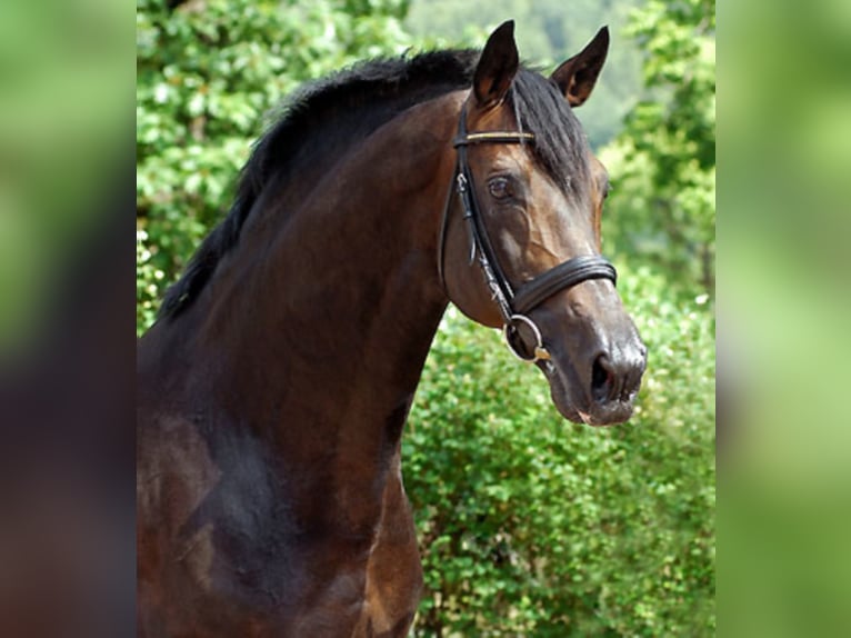 EXCLUSIV Trakehner Semental in Emmerthal EXCLUSIV Trakehner Semental in Emmerthal