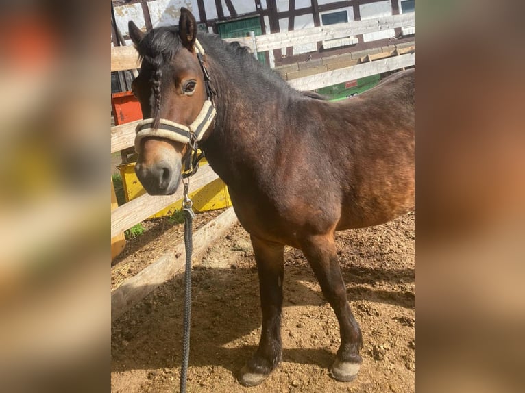 Exmoor-ponny Hingst 11 år in Homberg (Efze)