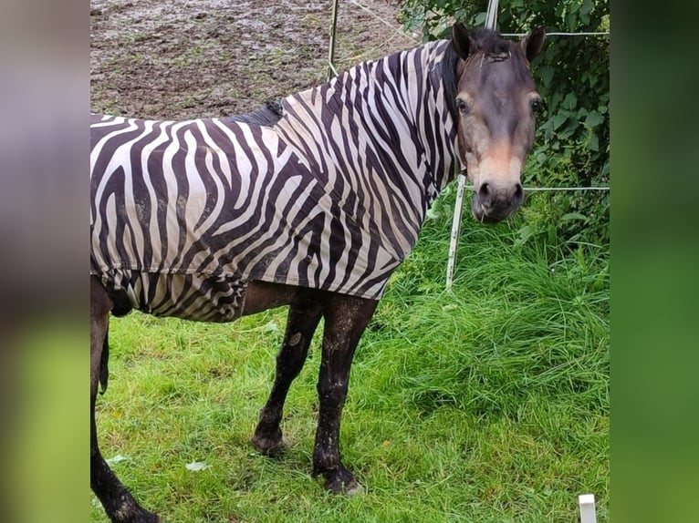 Exmoor-ponny Sto 4 år 127 cm Mörkbrun in Uslar