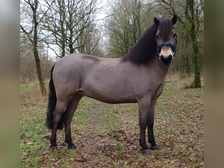 Exmoor-ponny Valack 8 år 122 cm Brun in Luinjeberd