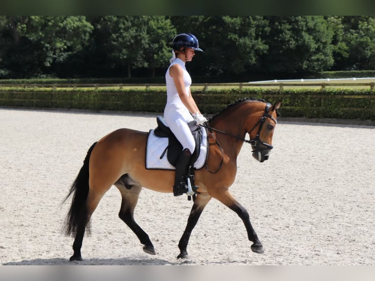 Exmoor Pony Castrone 13 Anni 136 cm Baio in Eemnes