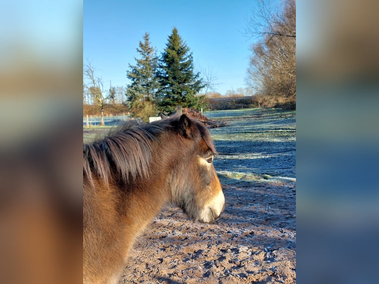 Exmoor Pony Castrone 24 Anni 120 cm Baio in Bückeburg