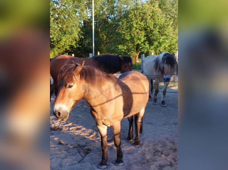 Exmoor Pony Castrone 24 Anni 120 cm Baio in Bückeburg