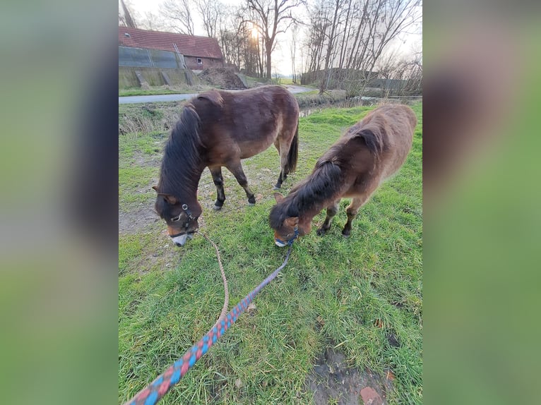 Exmoor Pony Castrone 3 Anni 122 cm Baio in Butjadingen