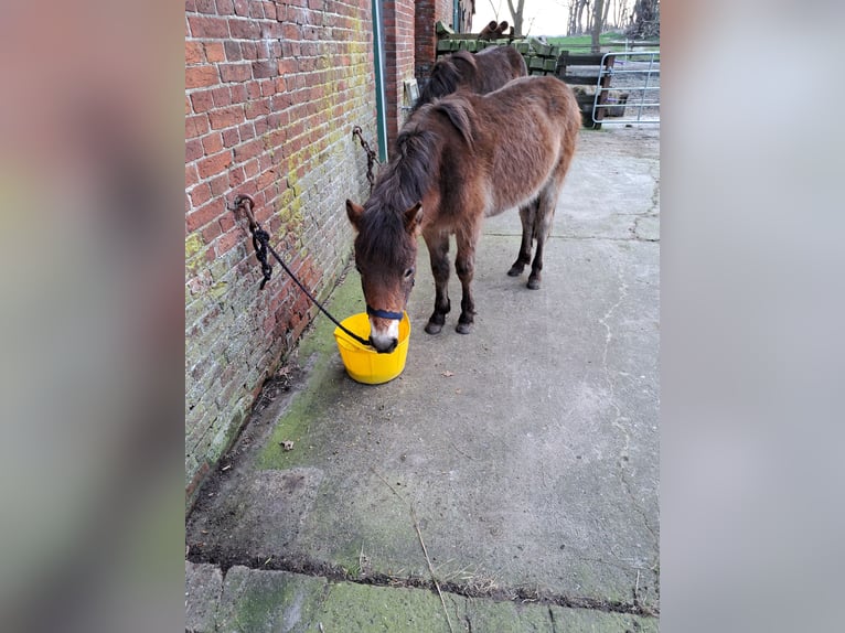 Exmoor Pony Castrone 3 Anni 122 cm Baio in Butjadingen