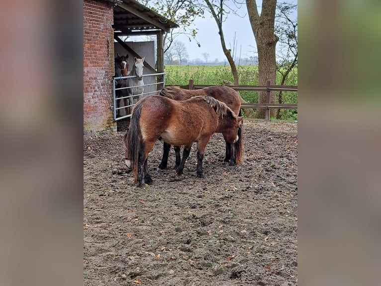 Exmoor Pony Castrone 3 Anni 122 cm Baio in Butjadingen