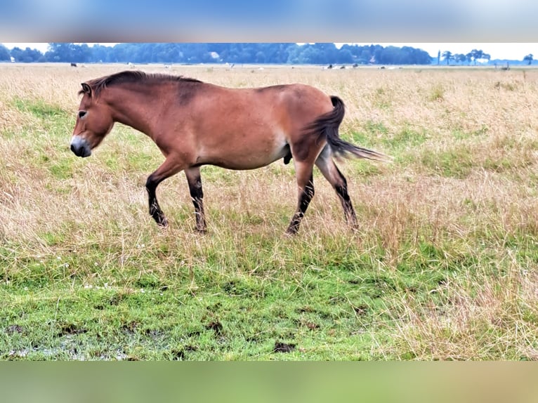 Exmoor Pony Castrone 3 Anni 122 cm Baio in Butjadingen