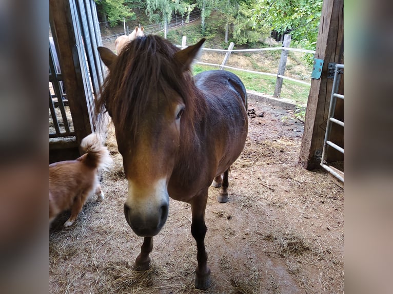Exmoor Pony Mix Castrone 3 Anni 125 cm  in Garanas