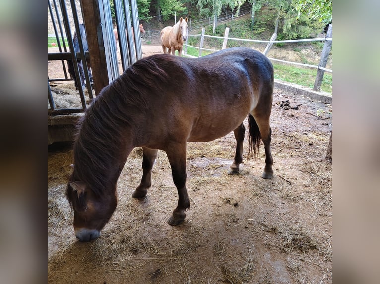 Exmoor Pony Mix Castrone 3 Anni 125 cm  in Garanas
