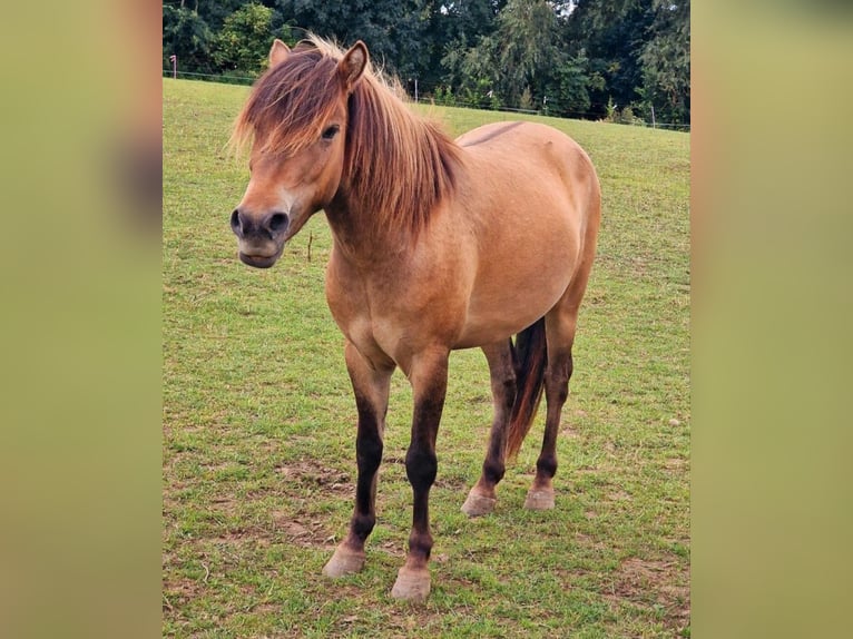 Exmoor Pony Mix Castrone 3 Anni 130 cm Pelle di daino in Warnitz