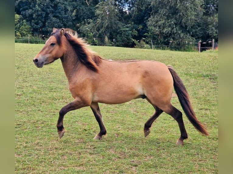 Exmoor Pony Mix Castrone 3 Anni 130 cm Pelle di daino in Warnitz