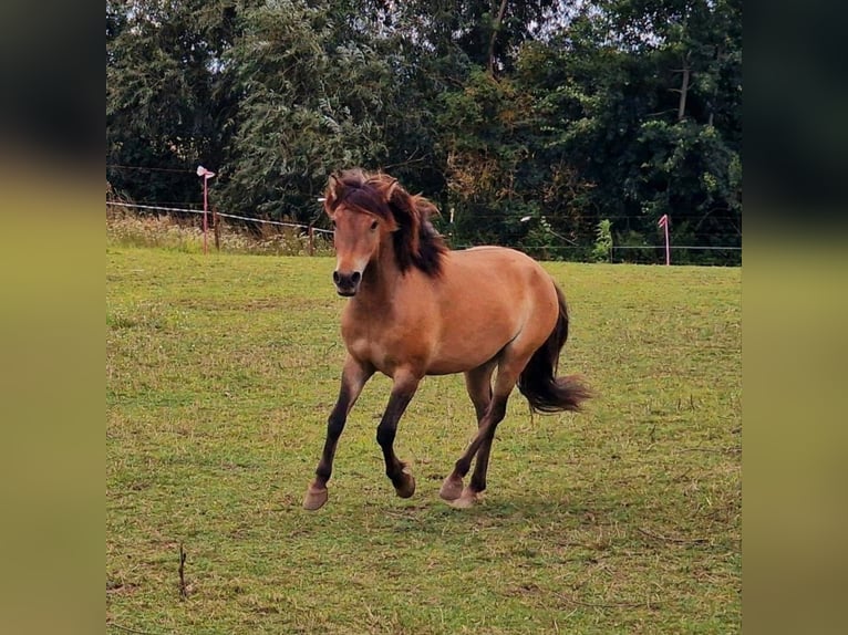 Exmoor Pony Mix Castrone 3 Anni 130 cm Pelle di daino in Warnitz