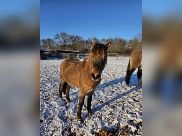 Exmoor Pony Mix Castrone 3 Anni 130 cm Pelle di daino in Warnitz