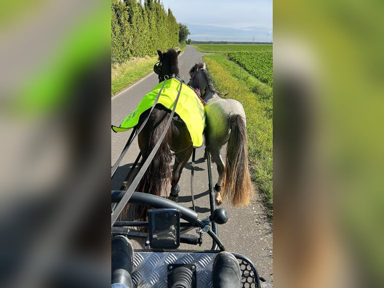 Exmoor Pony Castrone 5 Anni 125 cm Morello in Kerpen