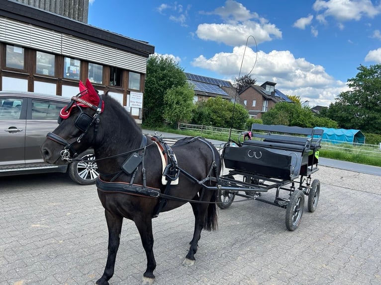 Exmoor Pony Castrone 5 Anni 125 cm Morello in Kerpen