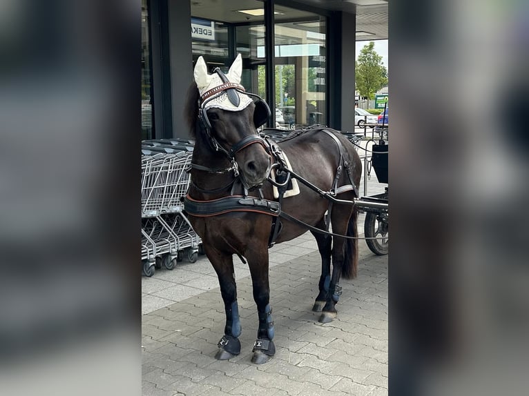 Exmoor Pony Castrone 5 Anni 125 cm Morello in Kerpen