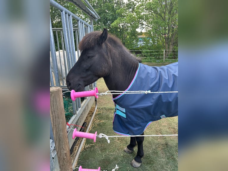 Exmoor Pony Castrone 5 Anni 127 cm Morello in Kerpen