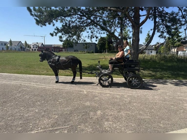 Exmoor Pony Castrone 5 Anni 127 cm Morello in Kerpen