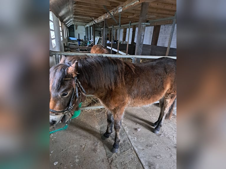 Exmoor Pony Castrone 5 Anni 128 cm Baio in Butjadingen