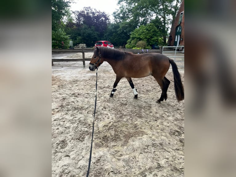 Exmoor Pony Castrone 5 Anni 128 cm Baio in Butjadingen