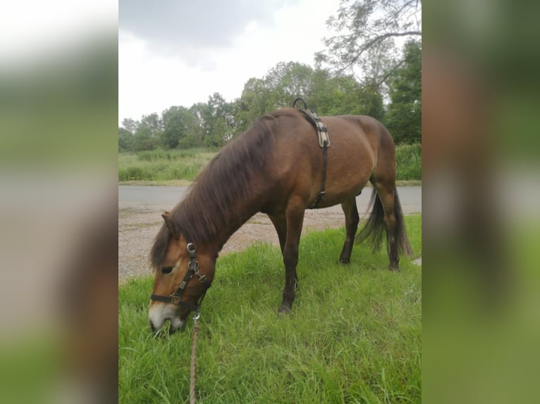 Exmoor Pony Castrone 5 Anni 128 cm Baio in Butjadingen