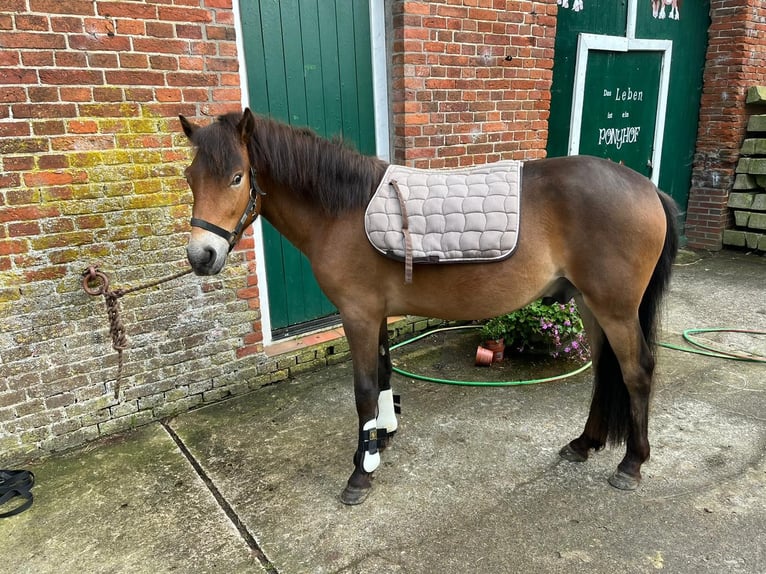 Exmoor Pony Castrone 5 Anni 128 cm Baio in Butjadingen