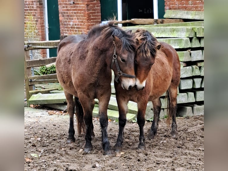 Exmoor Pony Castrone 5 Anni 128 cm Baio in Butjadingen