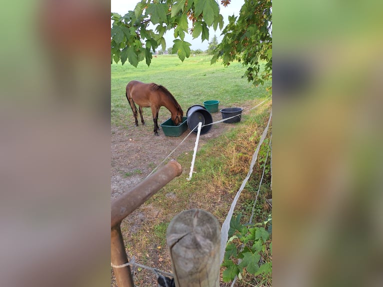 Exmoor Pony Castrone 5 Anni 128 cm Baio in Butjadingen