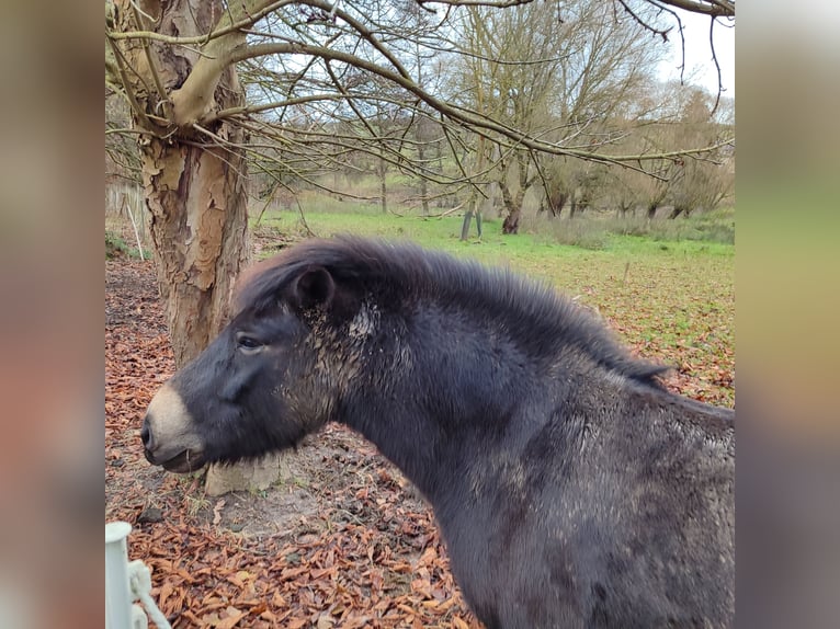 Exmoor Pony Castrone 7 Anni 130 cm Baio in Uslar