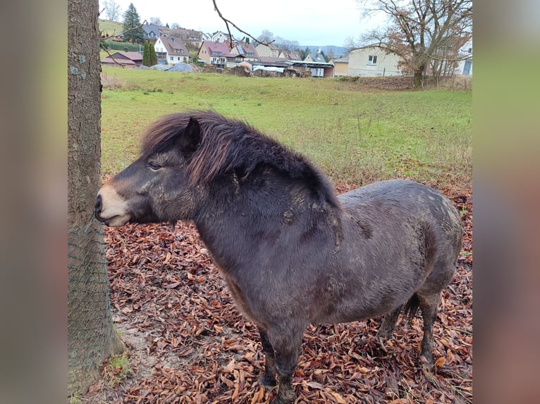 Exmoor Pony Castrone 7 Anni 130 cm Baio in Uslar