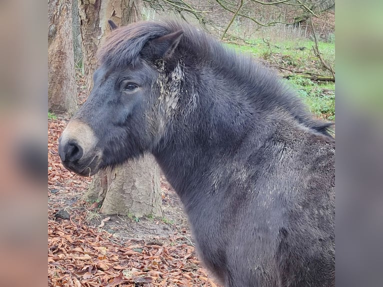 Exmoor Pony Castrone 7 Anni 130 cm Baio in Uslar