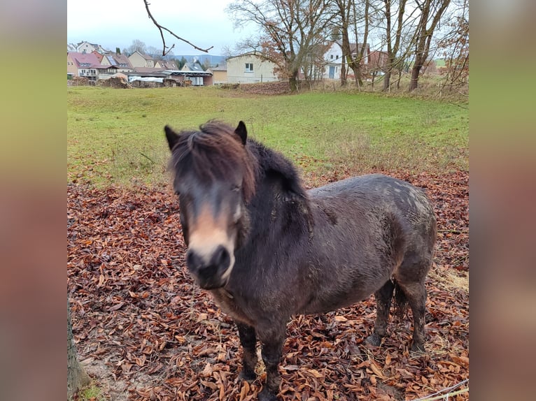 Exmoor Pony Castrone 7 Anni 130 cm Baio in Uslar