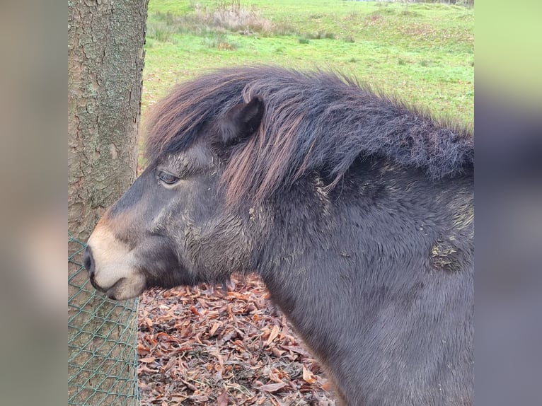 Exmoor Pony Castrone 7 Anni 130 cm Baio in Uslar