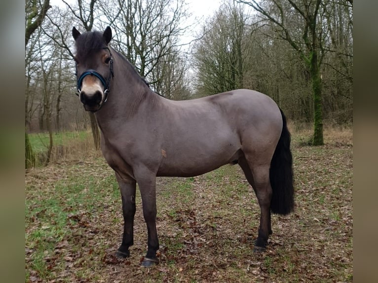 Exmoor Pony Castrone 8 Anni 122 cm Baio in Luinjeberd