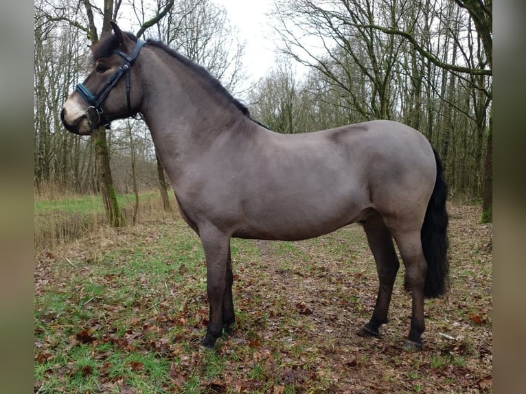 Exmoor Pony Castrone 8 Anni 122 cm Baio in Luinjeberd